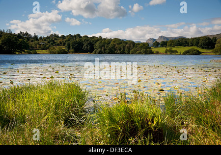 Looking across Loughrigg Tarn towards Langdale Pikes in summer Lake District National Park Cumbria England UK United Kingdom GB Great Britain Stock Photo