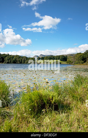 Looking across Loughrigg Tarn towards Langdale Pikes in summer Lake District National Park Cumbria England UK United Kingdom GB Great Britain Stock Photo