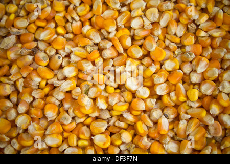 agriculture background carpet cereal closeup cob color cook cooking ...
