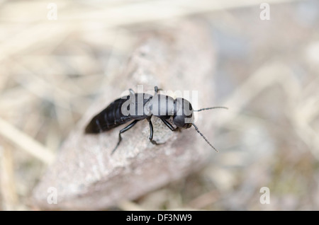 Devil's coach horse beetle (Ocypus olens), Eastern Bohemia, Czech Republic Stock Photo
