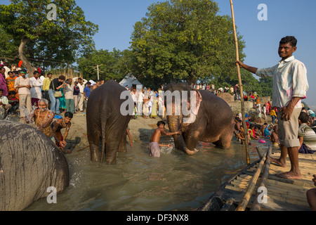 Boatman watching mahouts bathing their elephants in the River Gandak, with pilgrims watching from the bank, Sonepur Mela, Sonepur, Bihar, India Stock Photo