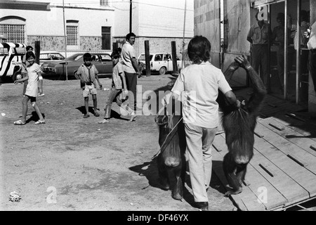 Chimps captive Mexican circus 1970s.  Two chimpanzees wild animal shown around the town to advertise and promoting the circus. Mazatlan Mexico Mexican state of Sinaloa 1973 HOMER SYKES Stock Photo