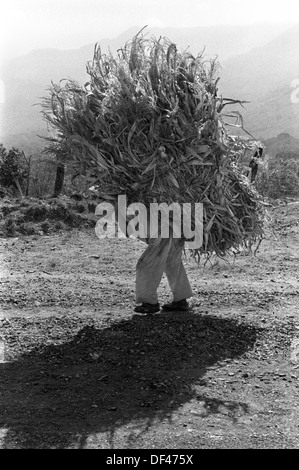Mexico Indigenous Indian man carrying huge bundle on his back. Mexico 1973 Side of Pan American Highway - Inter-American Highway HOMER SYKES Stock Photo