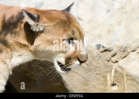 Close up of head of male North American, captive six-year-old Mountain Lion which is also commonly called a puma or cougar. Stock Photo
