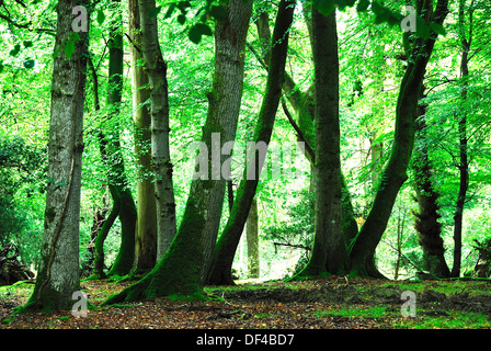 A view of beech trees at Gritnam Wood in the New Forest Hampshire UK Stock Photo