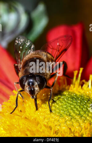 Close up of a bee taking pollen from a dahlia Stock Photo