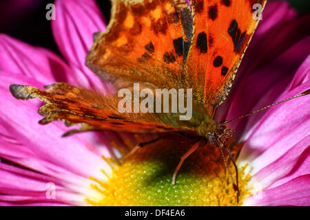 Close up of Comma butterfly on dahlia Stock Photo