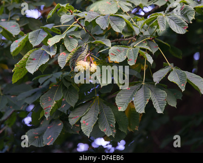 guignardia aesculi fungus blotches on horse chestnut tree leaves Stock Photo