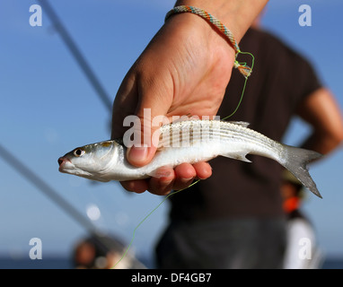 Little fish caught in the arms Stock Photo