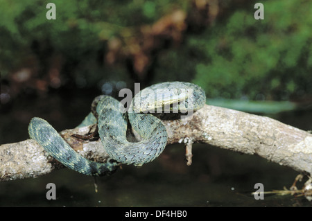 West African Bush Vipers (Atheris chlorechis) For Sale