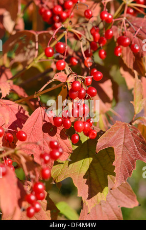 Guelder rose (Viburnum opulus) Stock Photo