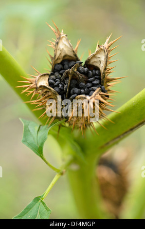 Jimson weed (Datura stramonium) Stock Photo