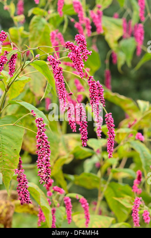 Oriental knotweed (Persicaria orientalis syn. Polygonum orientale Stock ...