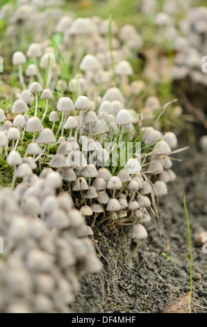 Bonnet (Mycena) Stock Photo