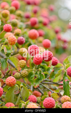 Japanese dogwood (Cornus kousa) Stock Photo