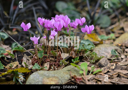 Ivy-leaved cyclamen (Cyclamen hederifolium syn. Cyclamen neapolitanum) Stock Photo