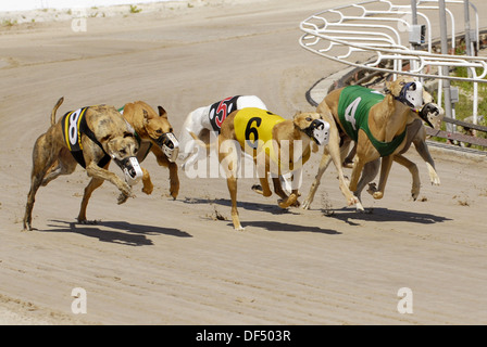 Greyhound dog racing at the Sarasota Kennel Club dog track ...