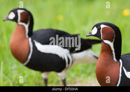 Red-breasted Geese (Branta ruficollis). Pair. Sexes alike or similar in plumage. Stock Photo