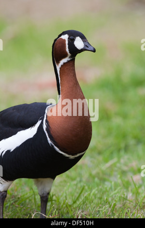 Red-breasted Geese (Branta ruficollis). Stock Photo