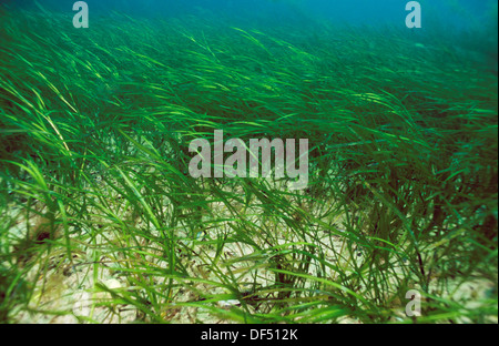 Eel grass (Zostera marina), Eastern Atlantic, Galicia, Spain