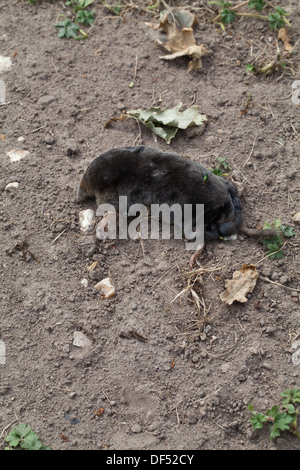 Mole (Talpa europaea). Found dead above hard, dry, ground after a prolonged period of drought. Norfolk. UK. Stock Photo