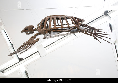 Skeleton of giant prehistoric sea turtle in the Royal Ontario Museum in Toronto, Canada. Stock Photo