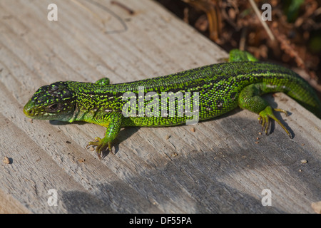 Western Green Lizard (Lacerta bilineata). Male emerging early morning to warm up on a new timber edging to a public footpath. Stock Photo