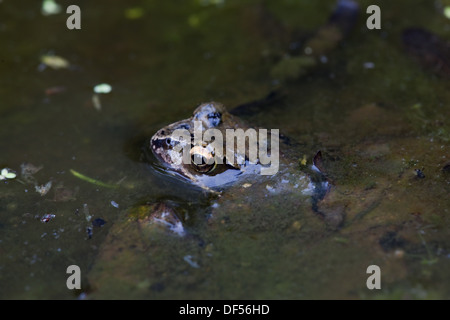 Common or Brown Frog (Rana temporaria). Head emerging from beneath a sludge of rotting fallen tree leaves in a pond. Stock Photo