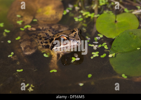 European Common or Grass Frog (Rana temporaria), alongside aquatic floating leaves of Frogbit (Hydrocharis morsus-ranae).