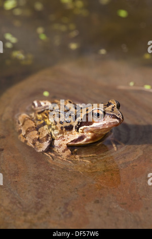 European Common, Brown or Grass Frog (Rana temporaria). Sitting on a stone in shallow water at the edge of of a garden pond. Stock Photo