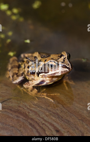 European Common, Brown or Grass Frog (Rana temporaria). Sitting on a stone in shallow water at the edge of of a garden pond. Stock Photo