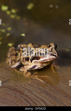 European Common, Brown or Grass Frog (Rana temporaria). Sitting on a stone in shallow water at the edge of of a garden pond. Stock Photo