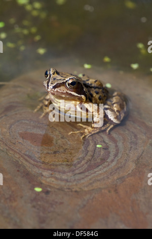 European Common, Brown or Grass Frog (Rana temporaria). Sitting on a stone in shallow water at the edge of of a garden pond. Stock Photo