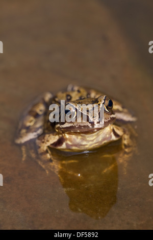European Common, Brown or Grass Frog (Rana temporaria). Sitting on a stone in shallow water at the edge of of a garden pond. Stock Photo