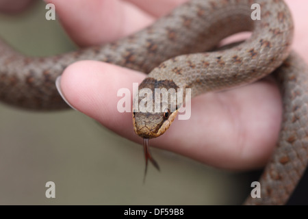 Smooth snake Coronella austriaca Stock Photo