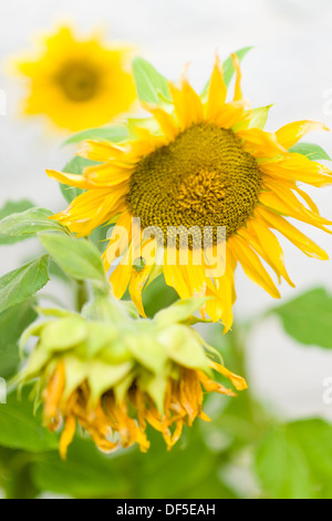 Green stink bug sitting on a leaf, three sunflowers, white wall on background Stock Photo