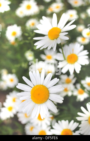 white beautiful chamomiles on the flower bed Stock Photo