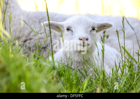 Little lamb in the grass near the Hammershus, Bornholm, Denmark Stock Photo