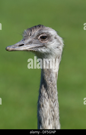 Ostrich in the wild closeup on a green background Stock Photo