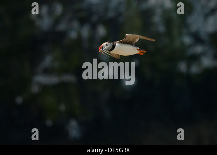 Puffin flying, small in frame with food. Stock Photo