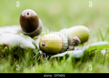 Three attached acorns, in their cups,  lying on grass having fallen from their tree Stock Photo