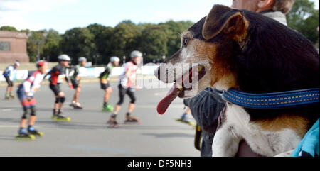 Berlin, Germany. 28th Sep, 2013. A dog sits on the arm of his owner and watches inline skaters pass by at the 40th Berlin Marathon of Inline Skaters in Berlin, Germany, 28 September 2013. Photo: BRITTA PEDERSEN/dpa/Alamy Live News Stock Photo