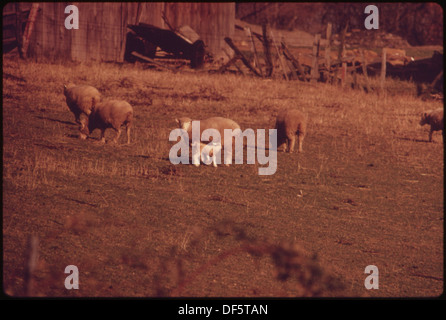 IN ADDITION TO ONCE BEING GOOD FARMLAND, ONCE WAS FAMOUS FOR ITS SHEEP. OFF ROUTE 22 554779 Landscape Stock Photo