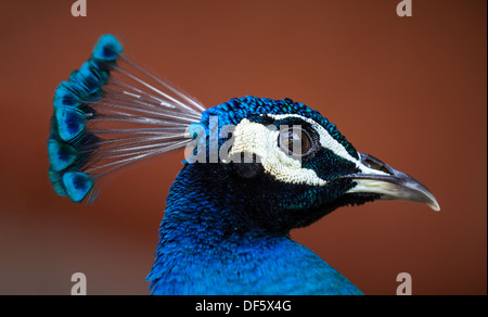 Profile closeup of peacock head. Stock Photo