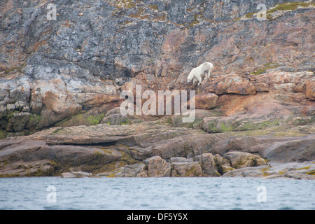 Canada, Quebec, Lower Savage Islands. Lone polar bear (Ursus maritimus) on rocky shore. Stock Photo