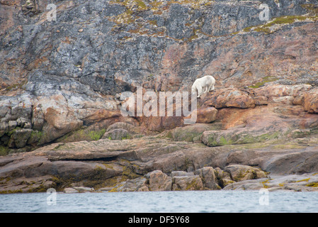 Canada, Quebec, Lower Savage Islands. Lone polar bear (Ursus maritimus) on rocky shore. Stock Photo