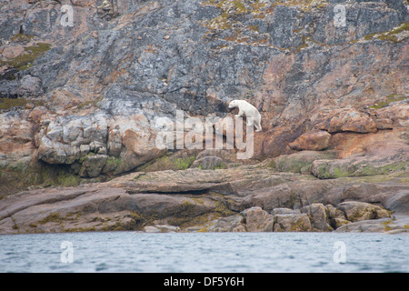 Canada, Quebec, Lower Savage Islands. Lone polar bear (Ursus maritimus) on rocky shore. Stock Photo