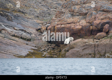 Canada, Quebec, Lower Savage Islands. Lone polar bear (Ursus maritimus) on rocky shore. Stock Photo