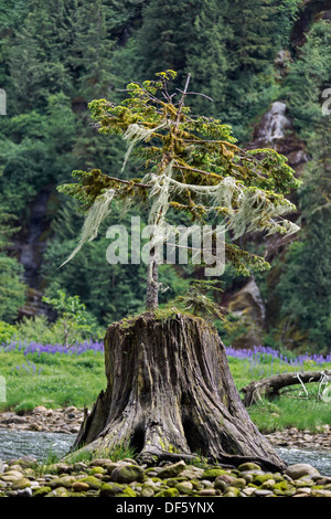 Small evergreen tree with moss and lichens growing out of an old stump, Mussel Creek, mid-coast British Columbia Stock Photo