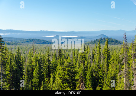 Thick pine tree forest with rolling blue hills in Central Oregon Stock Photo